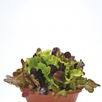 Fresh pot herbs and salads