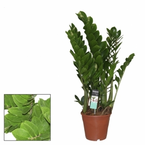 Zamioculcas pot 24