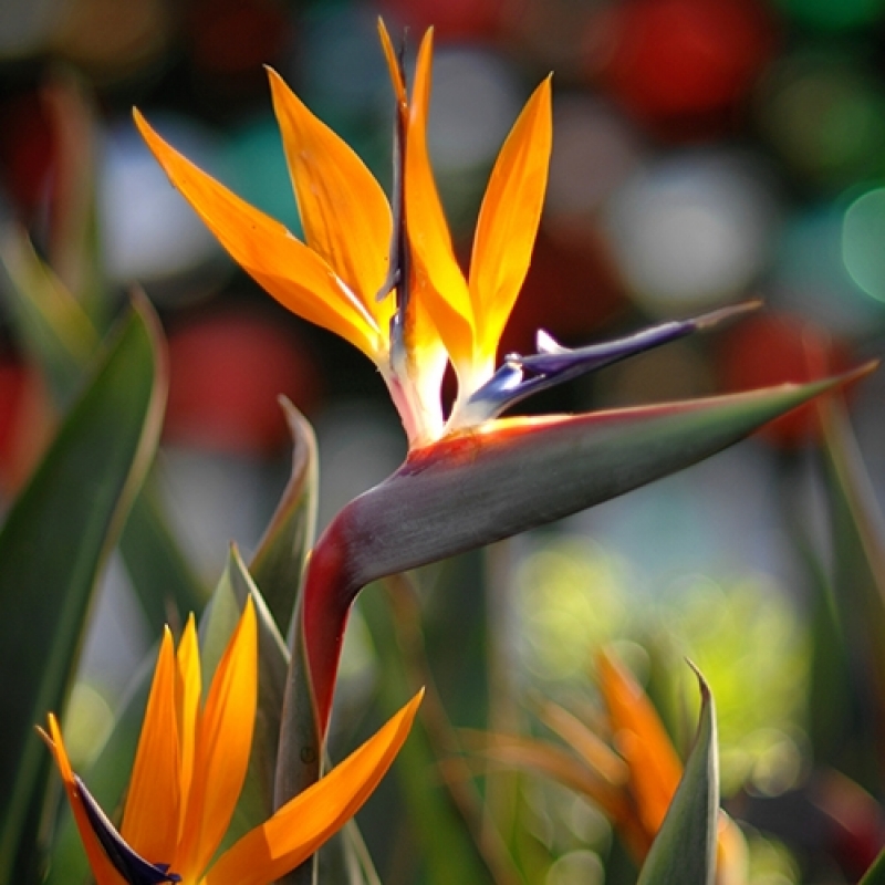 STRELITZIA REGINAE pot 2Lit. #EN277, Outdoor Plants, Solomou Garden ...