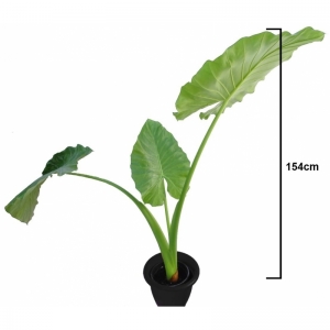 Alocasia Cuprea 9.5Lit