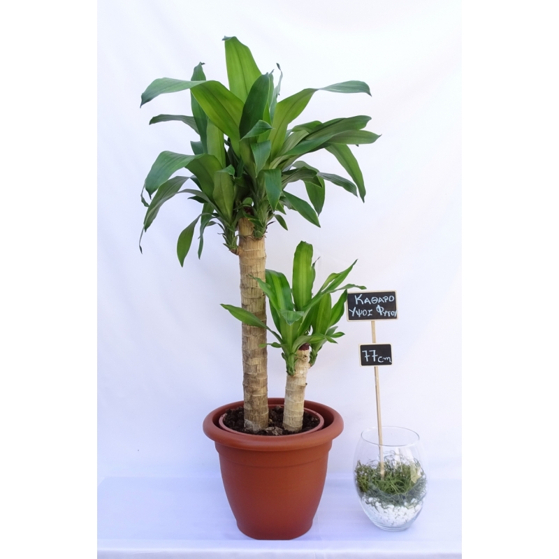 Dracaena Draco 7 Lit. #en406, Indoor Plants, Solomou Garden Centre 