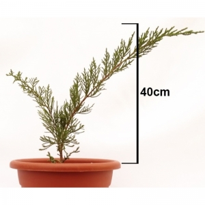 Juniperus Horizontalis