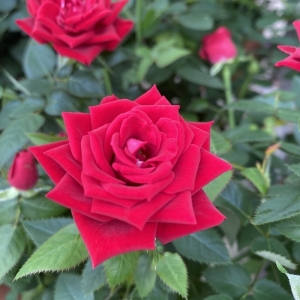 Τριανταφυλλιές Νάνα/ Mini Roses