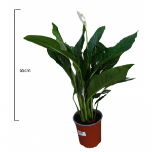 Spathiphyllum