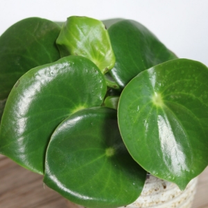 Peperomia Obtusifolia