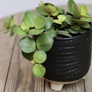 Peperomia Tetraphylla