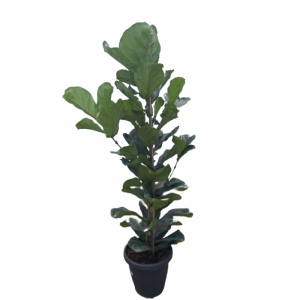 Ficus Lyrata 3p