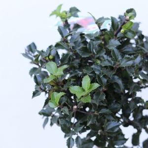 Ilex stem