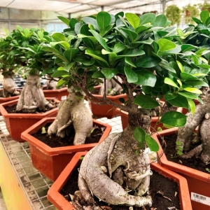 Ficus Bonsai M