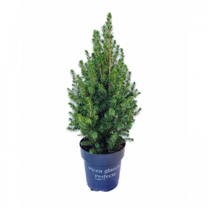 Picea Glauca