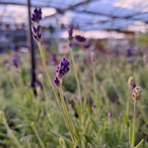 Lavandula Angustifolia