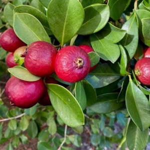 CHERRY GUAVA