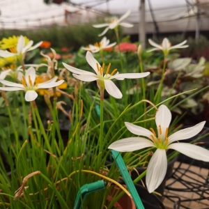 Zephyranthes